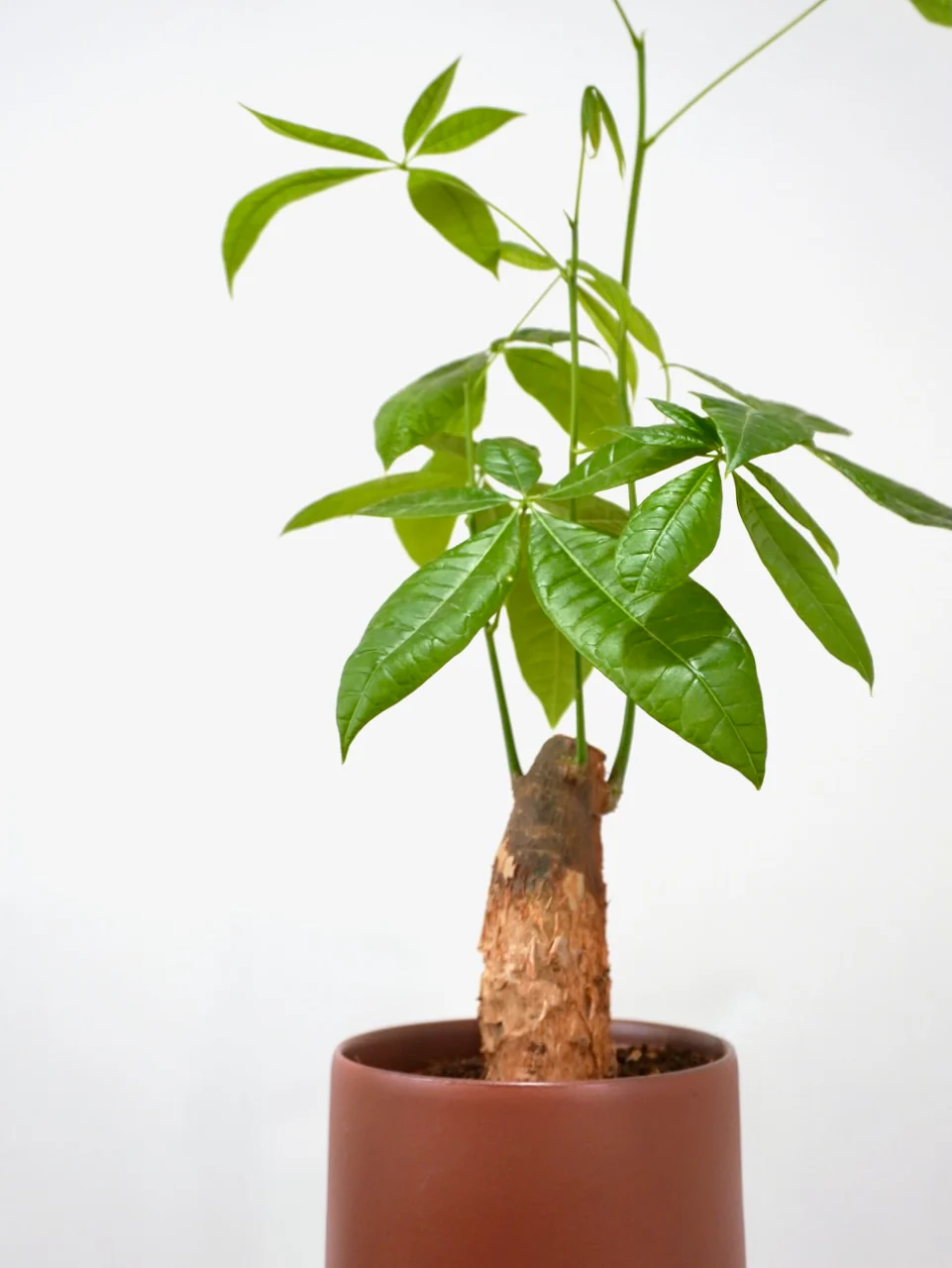 Cash the Money Tree Stump, Medium - Image 3