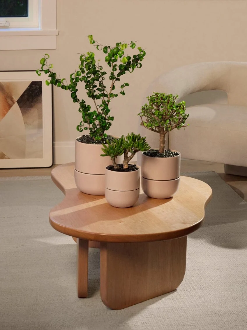 Fable Ceramic Pot, Medium 6.5" (Multiple Colours) - Image 3