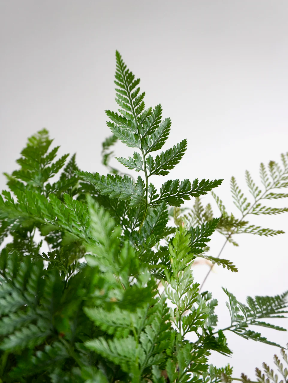 Hopper the Rabbit's Foot Fern, Medium - Image 3